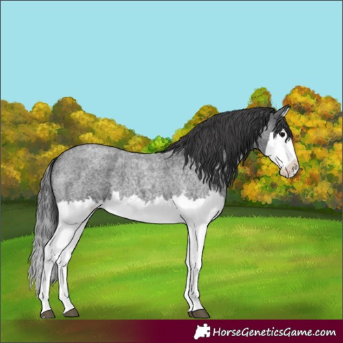 Horse Color:Blue Roan Splash Appaloosa 