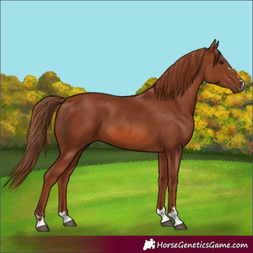 Horse Color:Unknown 