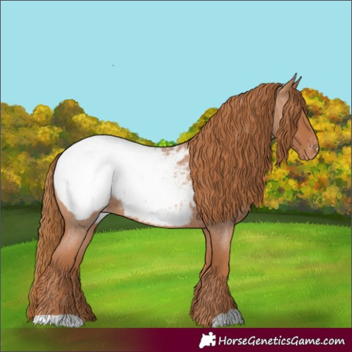 Horse Color:Red Roan Appaloosa 