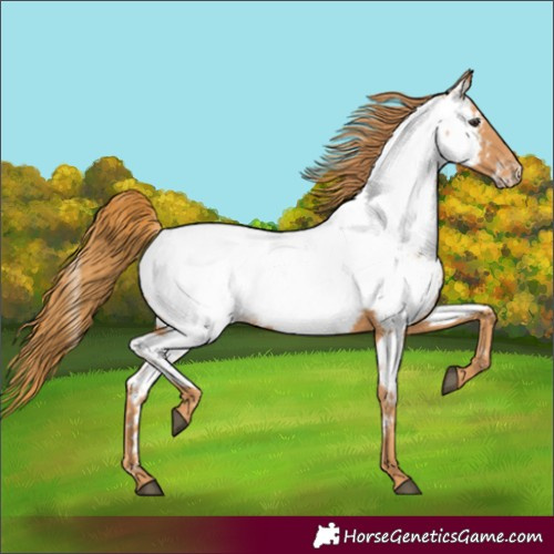 Horse Color:Chestnut Appaloosa