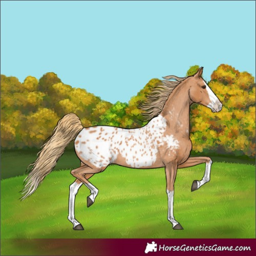 Horse Color:Chestnut Splash Appaloosa 