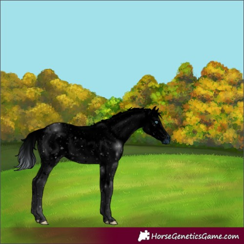 Horse Color:ERROR: UNKNOWN ANOMALY