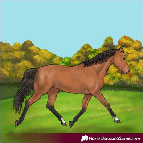 Horse Color:Bay 