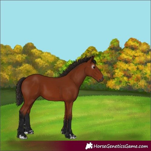 Horse Color:Unknown 
