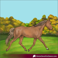 Horse Color:Chestnut Rabicano