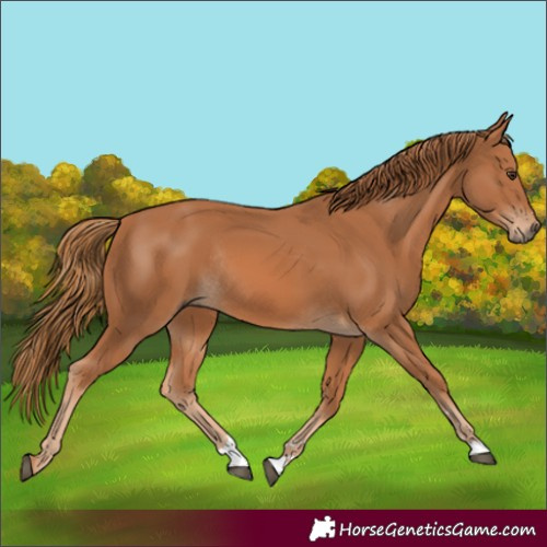 Horse Color:Chestnut Rabicano 
