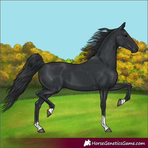 Horse Color:Black Tobiano Rabicano