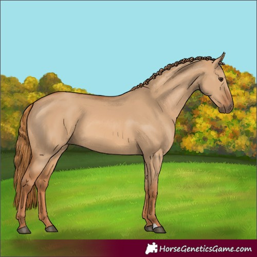 Horse Color:Red Dun