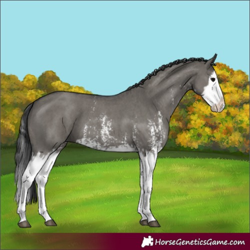 Horse Color:Grullo Sabino Splash  and Grullo Sabino Splash 