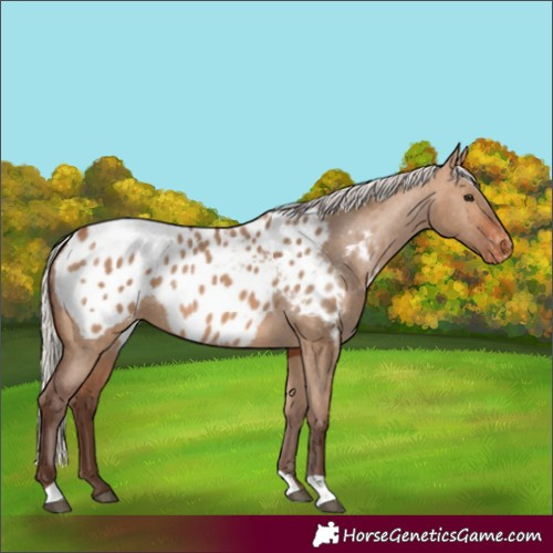 Horse Color:Silver Brown Dun Blanket