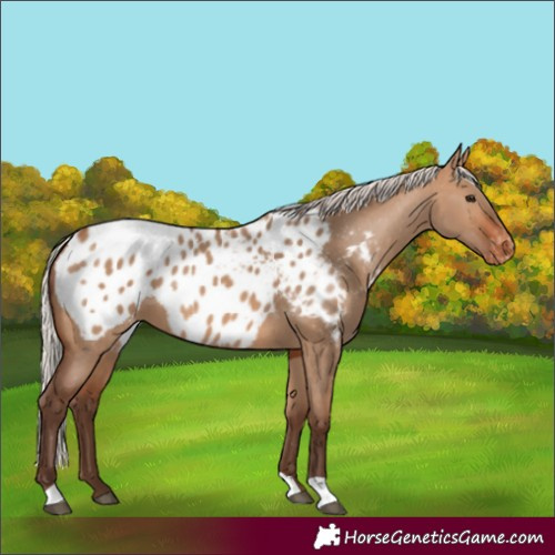 Horse Color:Silver Brown Dun Appaloosa 