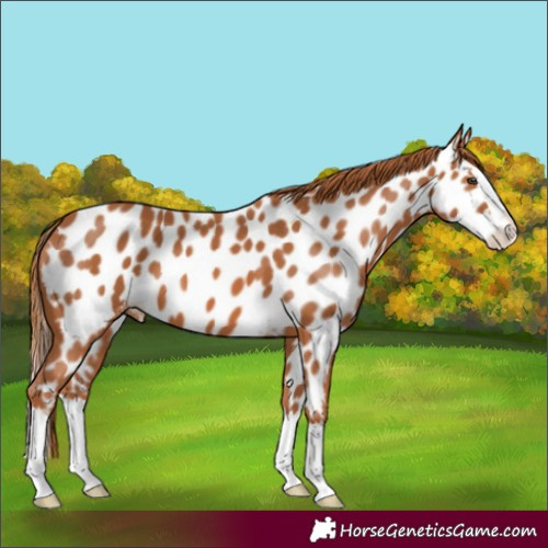 Horse Color:Chestnut Splash Appaloosa