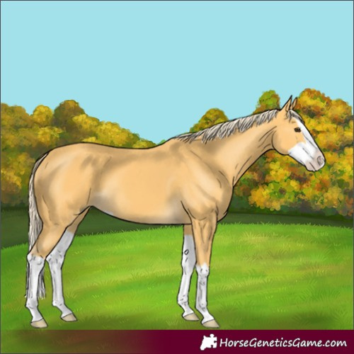 Horse Color:Unknown 
