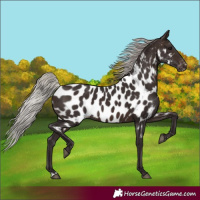 Horse Color:Silver Brown Near Leopard