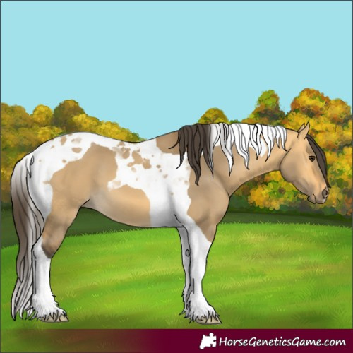 Horse Color:Buckskin Dun Tobiano 