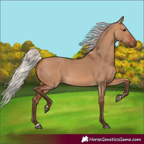 Horse Color:Silver Bay Dun