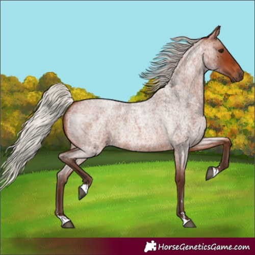 Horse Color:Silver Brown Roan 