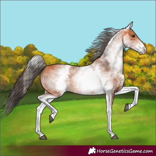 Horse Color:Unknown 
