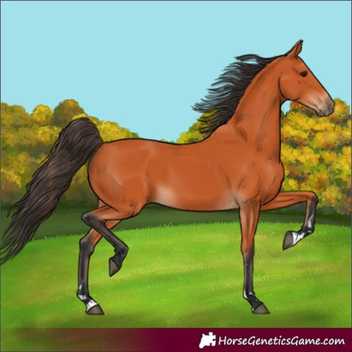 Horse Color:Unknown 