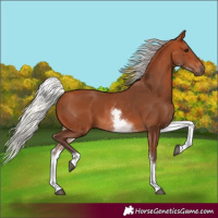 Horse Color:White Spotted Silver Bay 