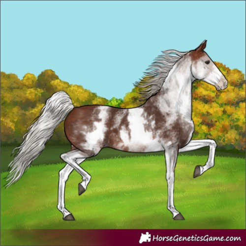 Horse Color:White Spotted Silver Brown