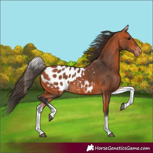 Horse Color:White Spotted Bay Appaloosa