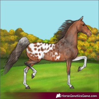 Horse Color:White Spotted Bay Blanket