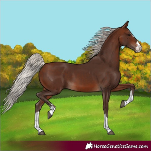 Horse Color:Unknown 