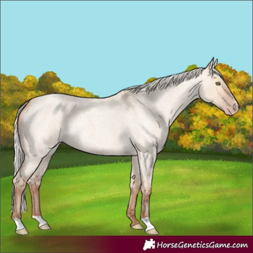 Horse Color:Silver Amber Champagne Roan Dun 