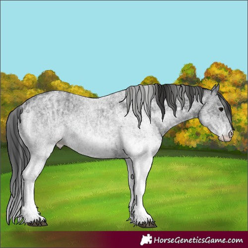 Horse Color:White Spotted Blue Roan Rabicano  and Gray White Spotted Blue Roan Rabicano 