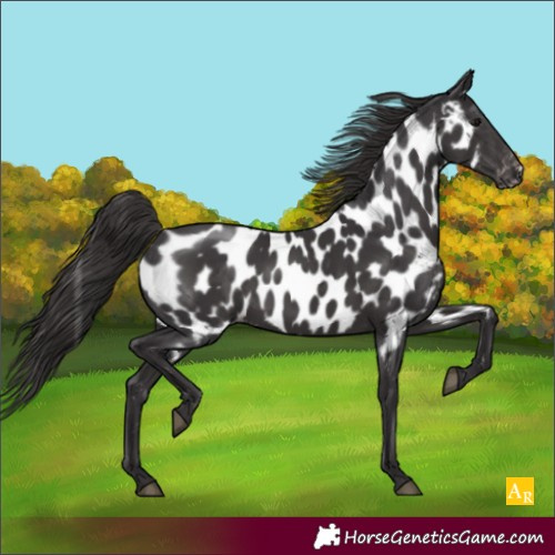 Horse Color:Smoky Black Appaloosa