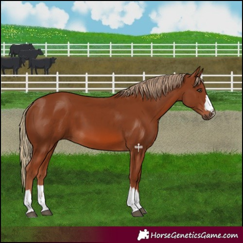Horse Color:Chestnut 