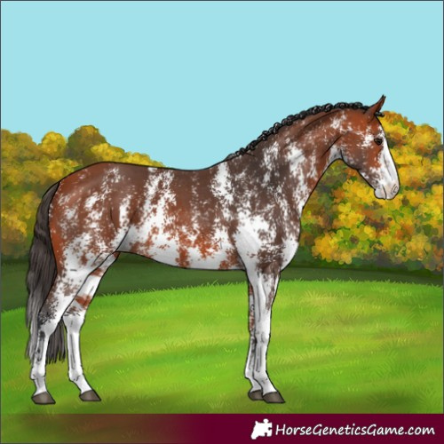 Horse Color:Bay Sabino 