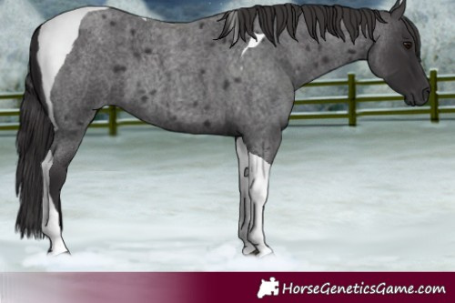 Horse Color:Smoky Blue Roan Tobiano 