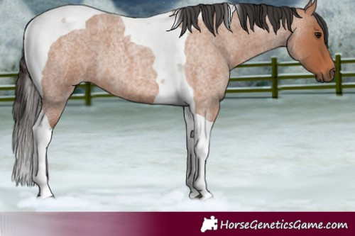 Horse Color:Bay Roan Tobiano 
