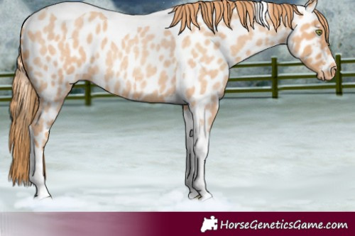 Horse Color:Gold Champagne Roan Tobiano Appaloosa 