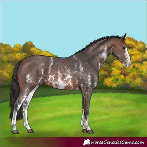 Horse Color:Brown Sabino 