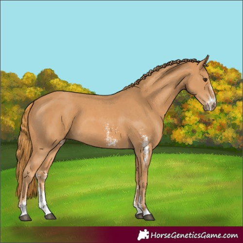 Horse Color:Chestnut Sabino