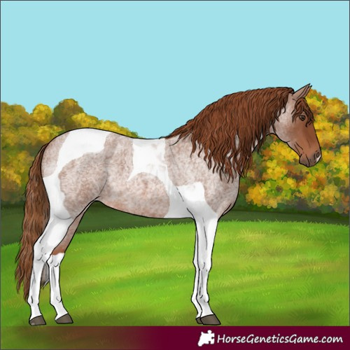 Horse Color:Red Roan Tobiano
