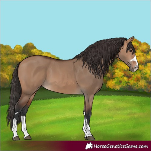 Horse Color:Bay Dun