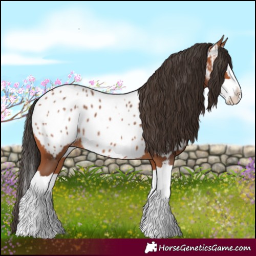 Horse Color:Bay Splash Near Leopard 
