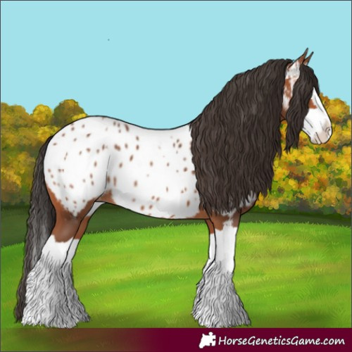Horse Color:Bay Splash Appaloosa 