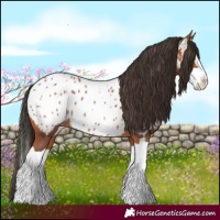 Horse Color:Bay Splash Near Leopard