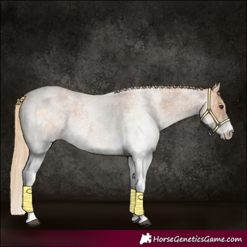Horse Color:White Spotted Red Roan