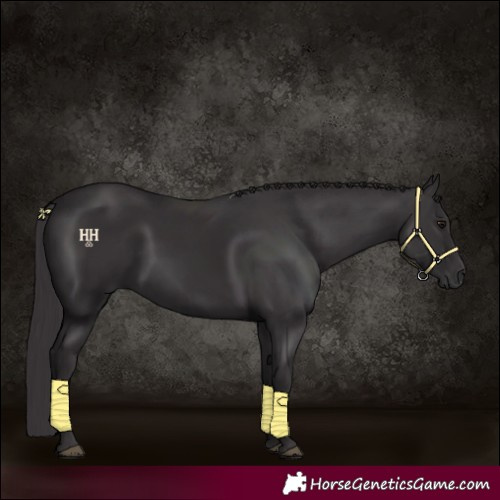 Horse Color:Smoky Black