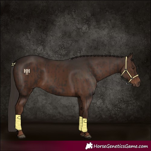 Horse Color:Liver Chestnut  and Liver Chestnut 