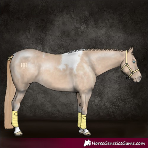 Horse Color:Perlino Sabino Tobiano 