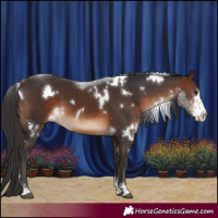 Horse Color:White Spotted Brown Sabino