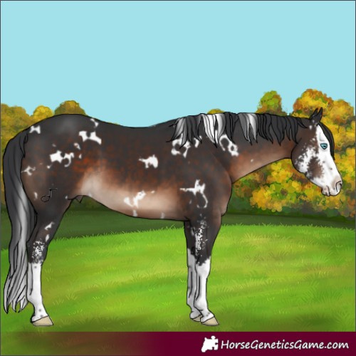Horse Color:White Spotted Brown Sabino Splash