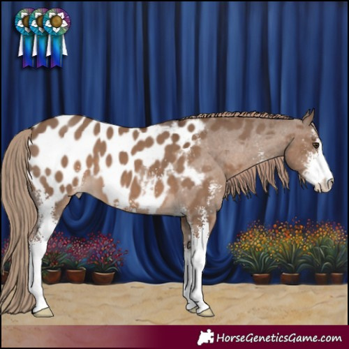Horse Color:Liver Red Dun Sabino Blanket